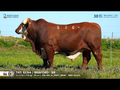LOTE 06 TAT S5262 BRAFORD Est  Sta Tereza