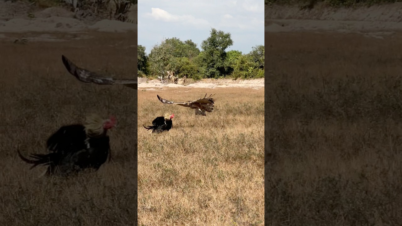 Eagle trying to attack a roaster on the ground 
