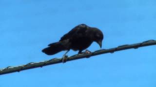 Clumsy Young Crow in SF (Aug. 2014)