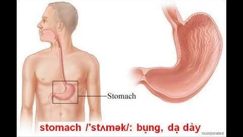 #1 Từ vựng tiếng anh: My body