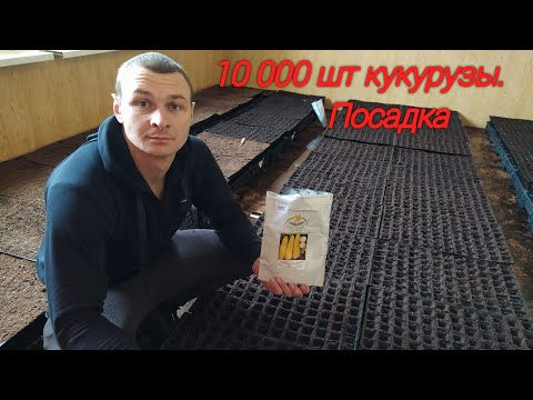 Бизнес на кукурузе. Часть 1