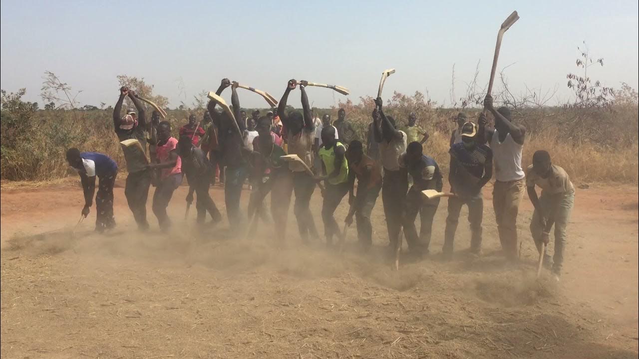 Le battage du petit mil Wolonkoto 2020 YouTube