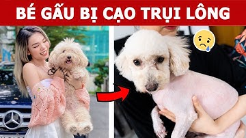 Bé Gấu Bị Cạo Trụi Lông | Oops Banana Vlog 292