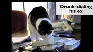 How Single Cats Are Spending Valentine's Day by pleatedjeans 378,488 views 11 years ago 1 minute, 33 seconds