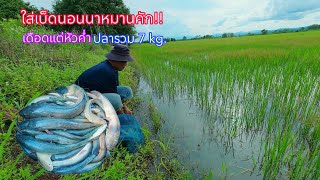 Such a great catch!! Setting fishing lines while staying at the rice field using frogs as bait, t...