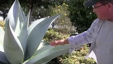 Why You Should Grow Agave guiengola, with Kelly Gr...