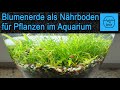 Wir testen Blumenerde als Nährboden für Pflanzen im Aquarium - Naturaquaristik - Diana Walstad