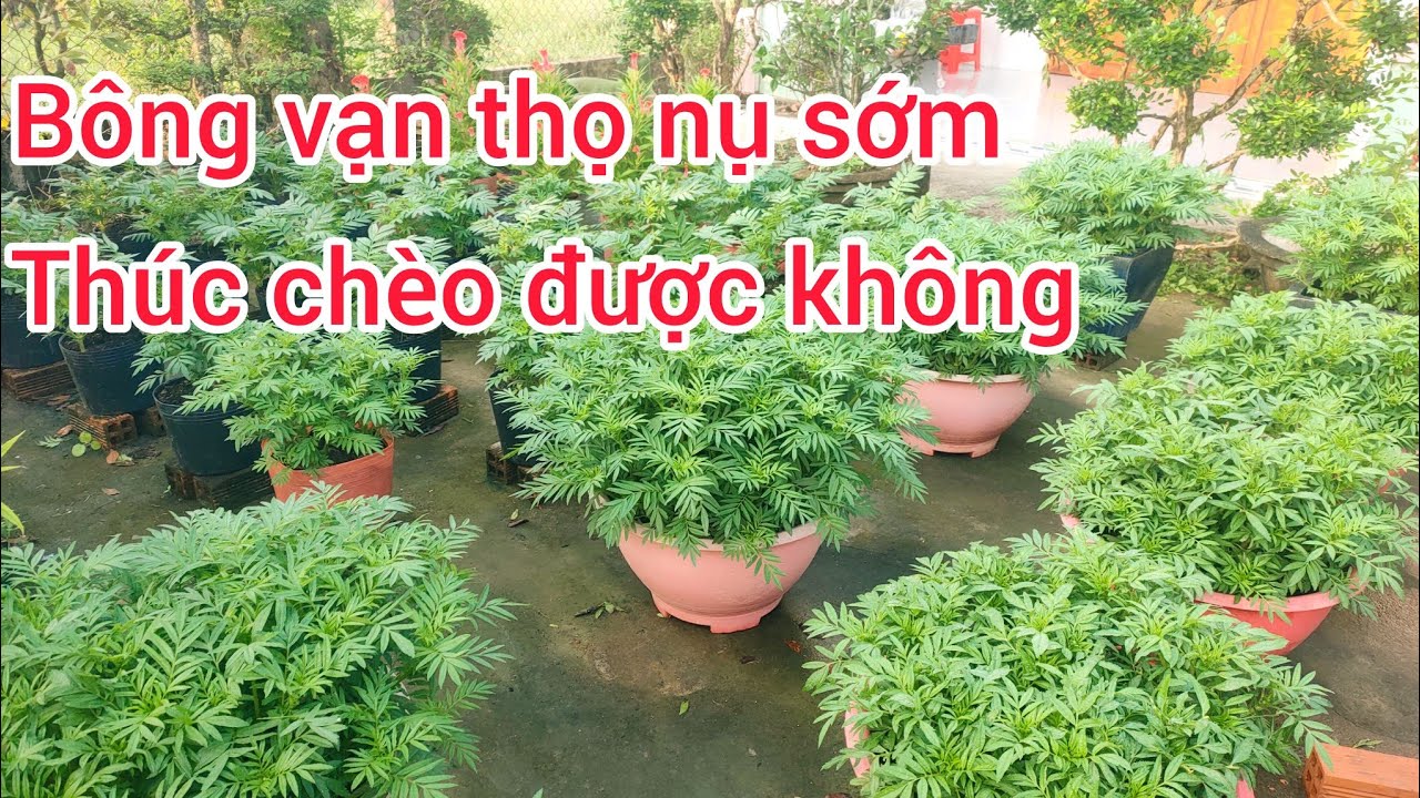 bông vạn thọ nở sớm vậy tàng còn bung nữa không, huỳnh cập nhật 