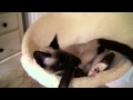 Snowshoe Cat Voices の動画、YouTube動画。
