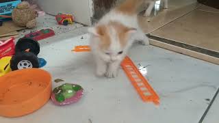 Anak Kucing Mulai Beraksi..|| Kittens Start to Take Action..|| Tingkah Lucu, Imut, Usil Anak Kucing.