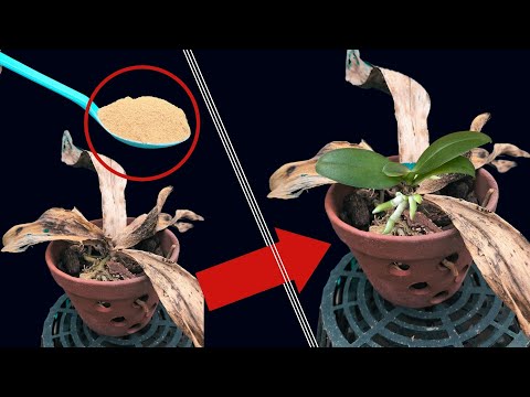 Video: Лэйсбарк карагайын өстүрүү: Lacebark карагайдын жакшы жана жаман жактары жөнүндө билип алыңыз