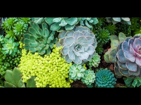 فيديو: ألغاز النباتات السامة. الجزء 2