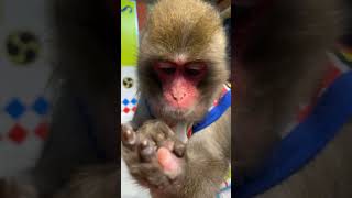 asomonkey 20200318 3