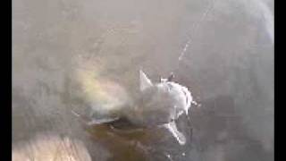 Surprise Catfish While Jigging For Crappie