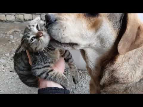 ჩაპროშნა, ჩაყლაპა, ძაღლი ნახეთ როგორ ეფერება კატას.  dog eat cat.