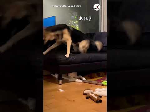 遊んであげようと思ったのに…｜PECO #子犬 #子犬のいる暮らし #puppy #puppylife #puppylove #puppydog