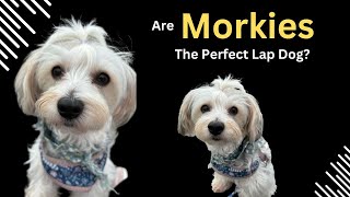 Are Morkies the Perfect Lap Dog? Here's What You Need to Know Before Bringing One Home by Cross Breeds 33 views 1 month ago 2 minutes, 55 seconds