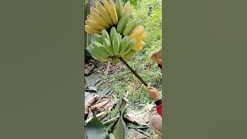 Cắt chuối kiểu người vùng cao – Chuối đẹp, không dập #tintuc #short