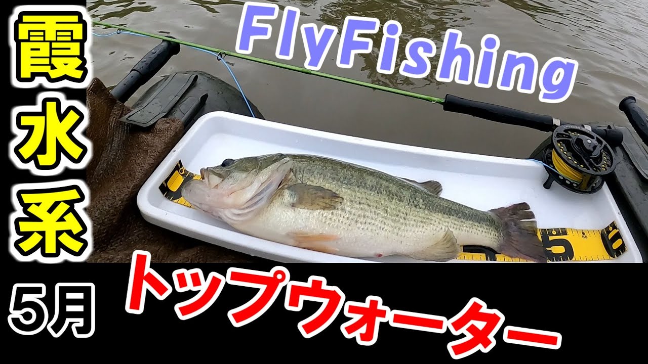 5月22日 霞水系トップウォーターフライでバス釣り Youtube