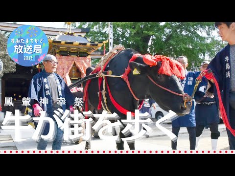 すみだまちかど放送局】 牛嶋神社御鎮座1165年大祭 鳳輦神幸祭
