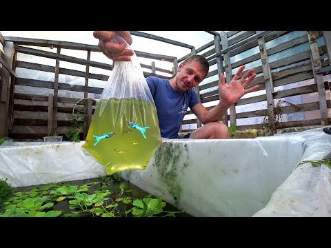 Video: Mierīga Kopienas zivis saldūdens akvārijam