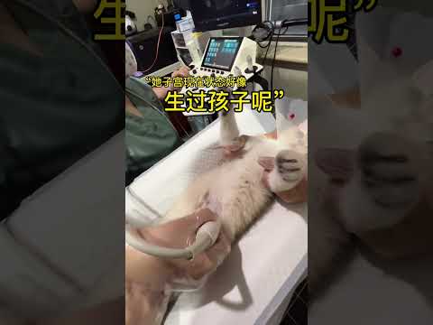 【PuPu】我家猫已经emo一整天了，我该怎么劝劝他，挺急的