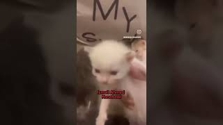 Muhammed Sumbul Gang