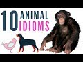 10 animal idioms  english expressions