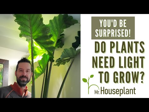 Do Plants Need Light To Grow? (You’d Be Surprised)