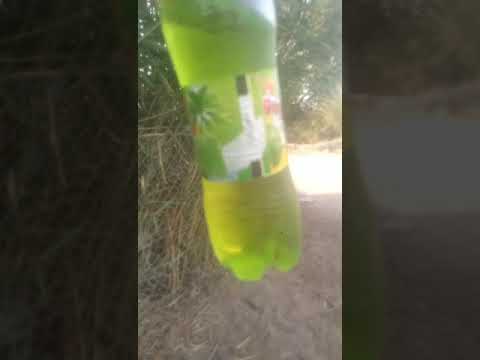 لكيت بطل سفن بل عرداي شانكش العراقي