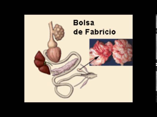BOLSA DE FABRICIO --- EQUIPO 9 ---- - YouTube
