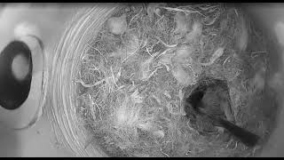 Ostdrossel nestbox cam May 7 2026 - Chickadee nest