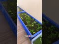 MINIPOND DARI BOX CONTAINER SERBAGUNA