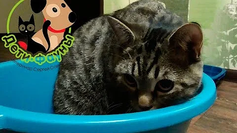 Кот стал гадить. Почему кот стал гадить? Основные причины и что делать?