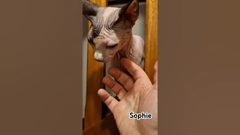 Video 11489771: sphynx funny cat animals