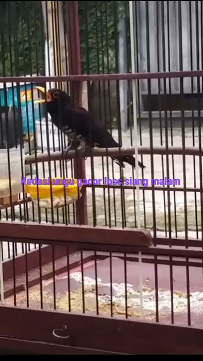 kedasi ungu gacor los siang malam cocok untuk masteran segala burung