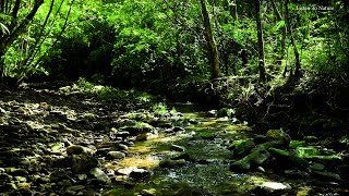 Soothing forest sounds. birds chirping. Bubbling stream. Relax. Reduce stress. ASMR