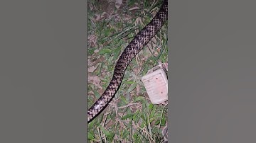 rắn hổ trâu loài rắn vô hại có thân hình to lớn