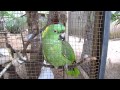 Parrot cries like a baby