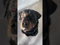 Ronnie the #rottweiler is not up for adoption 😂 🤦‍♂️ #funnyanimals #dogshorts #doglife #dogs #dog