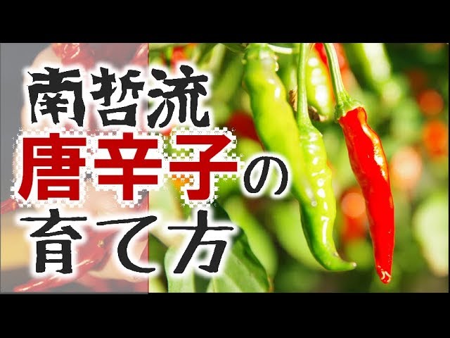 唐辛子の育て方 種まき 土づくり編 南哲のうどんにめちゃくちゃよく合う自家栽培唐辛子が出来るまで 南哲グループ公式 10 Youtube