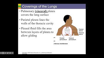 Chapter 13 Respiratory - Part 2 - Larynx and Lung structures - Google Slides