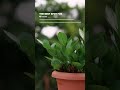 ZZ Plant Care: Essential Tips for Thriving Foliage