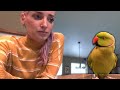 Touché  FAIL Day 😭 | Indian Ringneck Parrot Training Goes WRONG