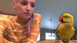 Touché  FAIL Day  | Indian Ringneck Parrot Training Goes WRONG