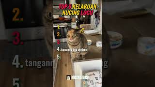 Top 5 Kucing Lucu #536 😹