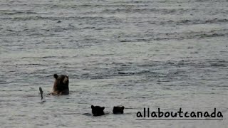 Grizzly Bear Sow with Two Cubs Catching Salmon | Canada's Nature | Wildlife | B.C. Canada