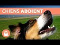 Vidéos les plus drôles de chiens qui aboient