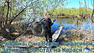 Рыбалка 🎣 на Вершу , в красивых лесных заливах , болотах. Ловля Золотых и Серебряных Карасей. Трофей