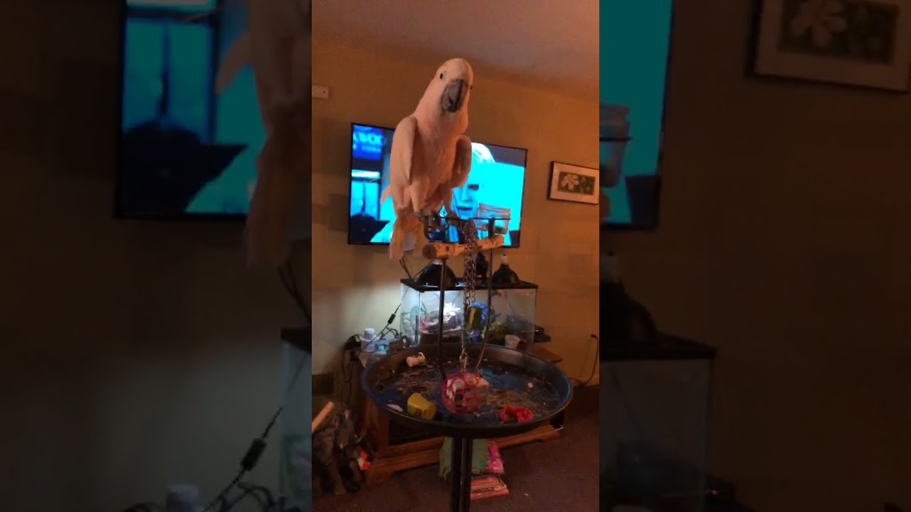 cockatoo price ph BOX Fun